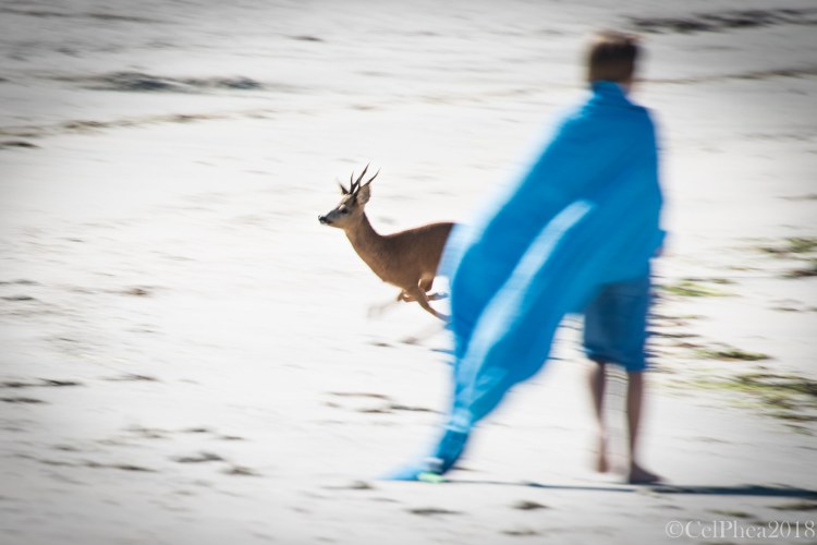 Biche à la plage